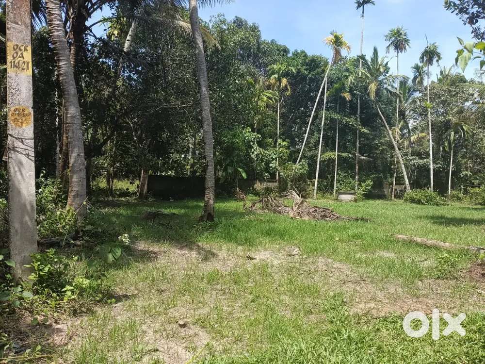 OACHIRA AYIRAMTHENGU ROAD, SULTAN MUKKU