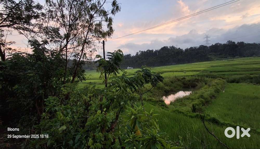 1.4 ACRES AT 2KM FROM MANANTHAVADY - THIRUNELLY ROAD :  TOTAL 42 LAKHS