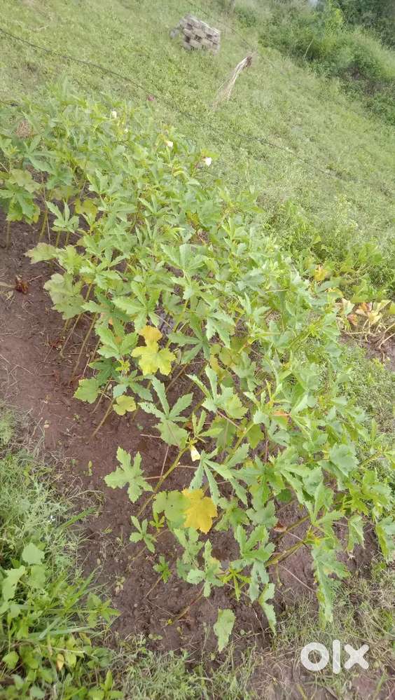 Plot for sale in green valley on main 27 feet road 5 biswa