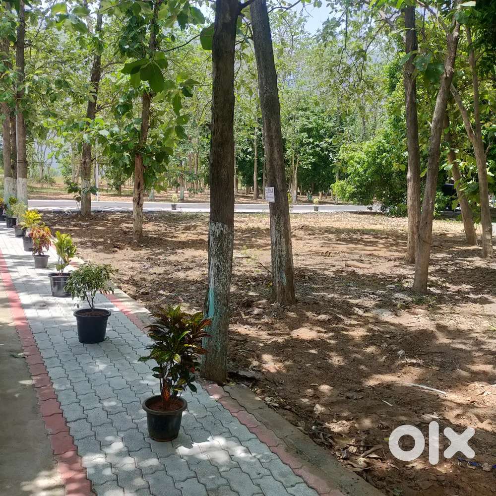 Farm Land in Chengalpattu Teak and Mango Trees