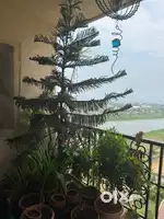 Xmas tree natural