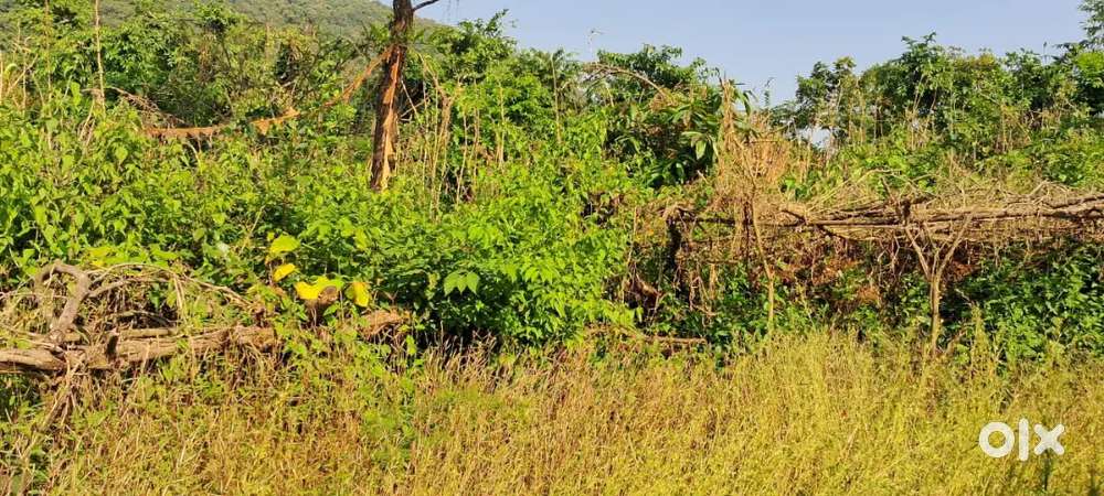 Village Padi(Quepem-Goa) 3 kms from Padi Bus Stand (NH Margao-Cancona)