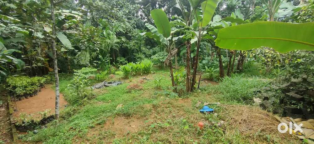 സ്ഥലം : പിറവം, രാമമംഗലം, ഊരമന