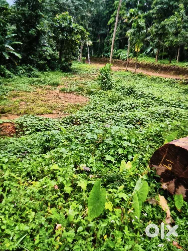 10 cent plot at elanji