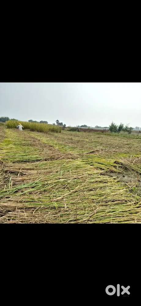 2 bisa 2 dhur  है forlenth ke samne है