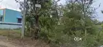 Kottucherry and Varichikudy plots