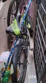 Adult  cycle