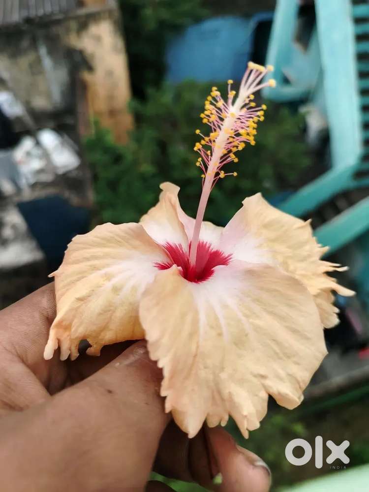 New tea shop opening