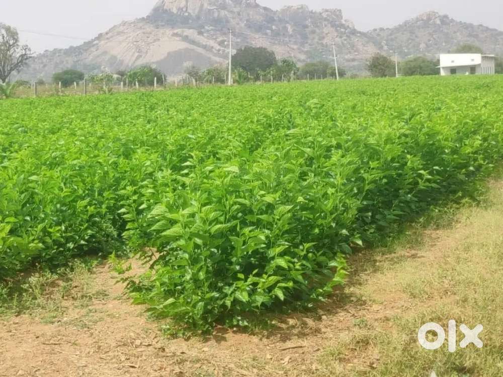 Land for sale 5.5 Acres