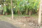 Land 8.4 cent near Adichira-Thellakom 3.5 lakh/cent