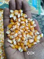 Maize (ಜೋಳ)