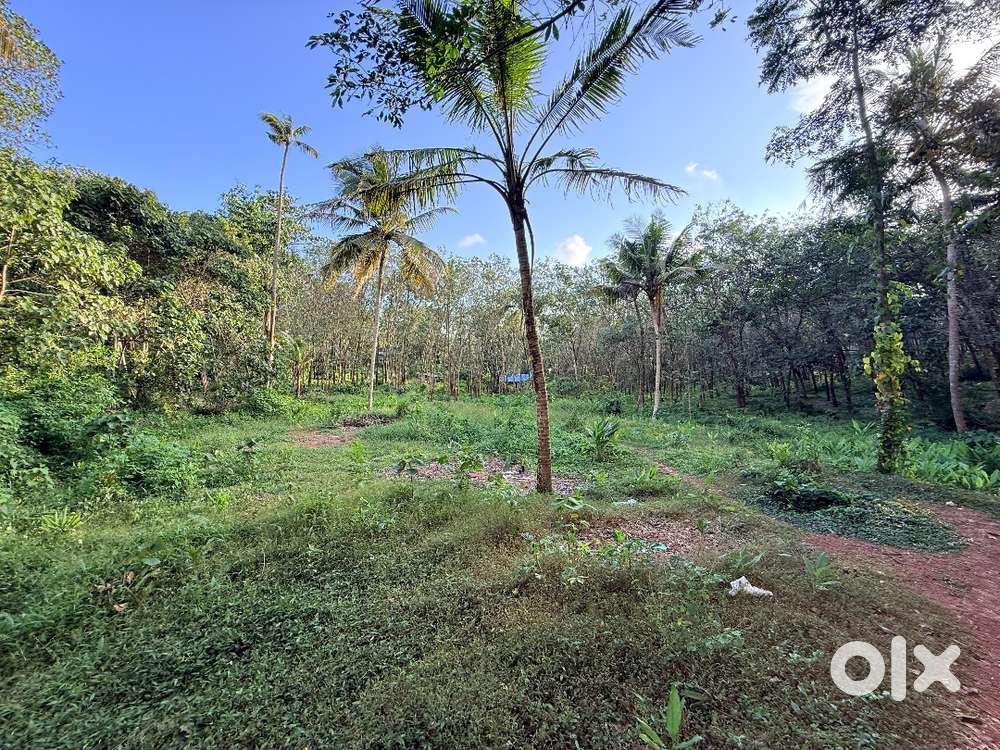 1.15 Lakh/Cent Kallambalam. 31 cent available