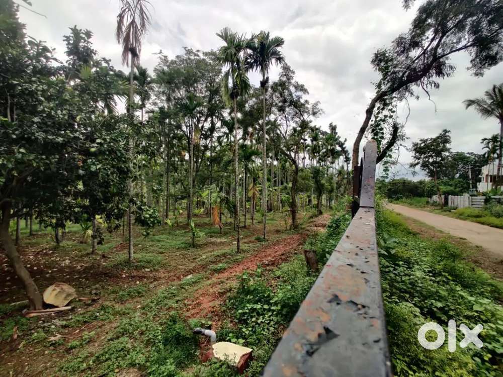 Beautiful 3.73acre areca and banana plantation with good road access .