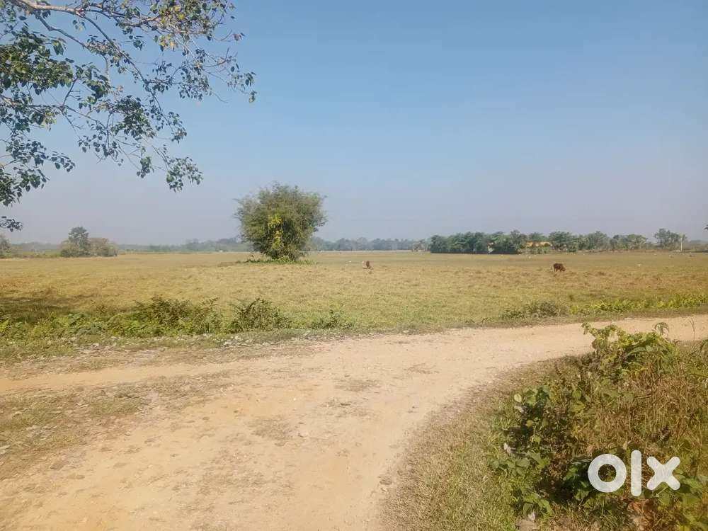 Myadi pattta Agricultural land for sale[2 Bi 3.5 K] Price-Bigha 4 L
