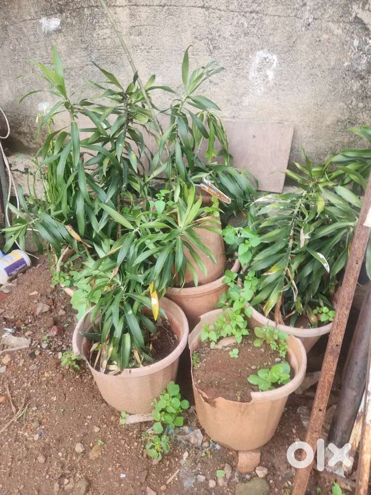 plot 238 yards @ 95000/yard at Hanumanji colony bowenpally