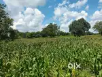 5 acres agriculture land for sale in shankarapalli