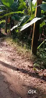 5Cent Place For Sale karakulam 8th Stone Near Loka Hospital Alayathaza