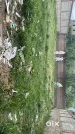 14 Marla Land on Sale at Rangpora near Foundation School
