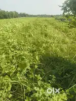 Near Surajgarha Market 20 feet facing Road