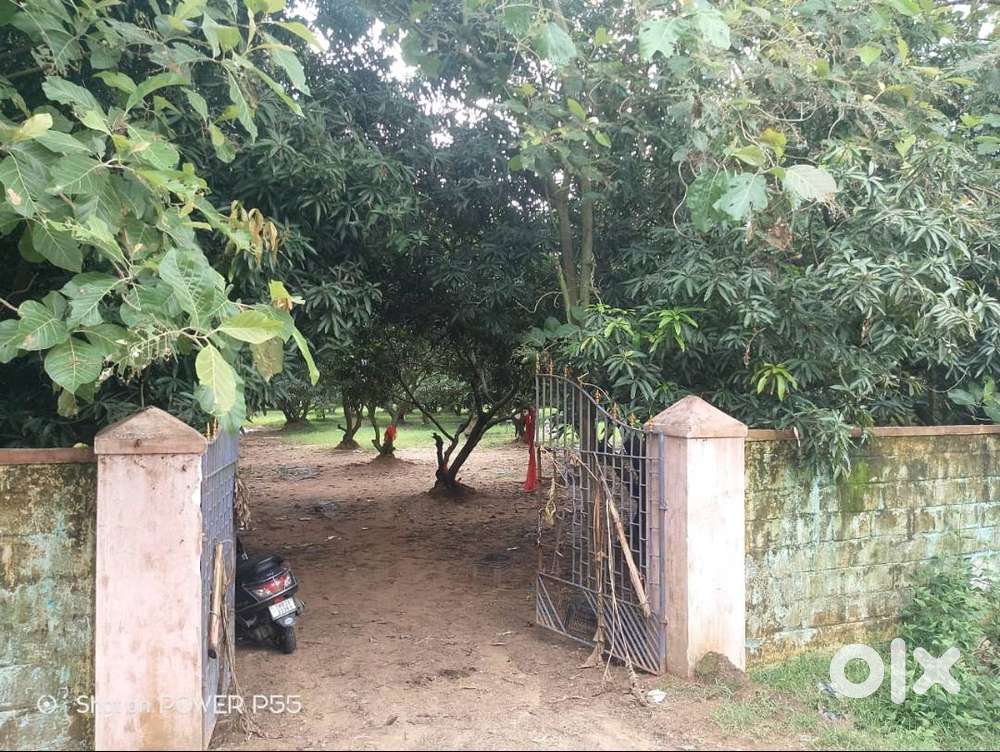 18 Acres Punjai Mango Farm Land  Sale Near New Airport Sunguvarchatram
