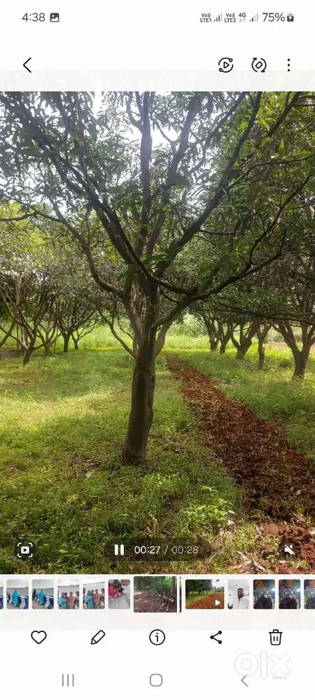 Mango tress one guest room avalabale