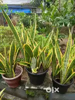 Snake plant