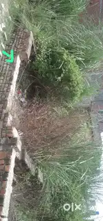 Residential plot 25 gaj with boundary