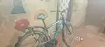 Cycle 26 for men