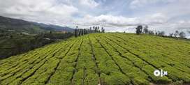 Villa Plot 21 Cents For Sale At Ooty Lovedale Ooty
