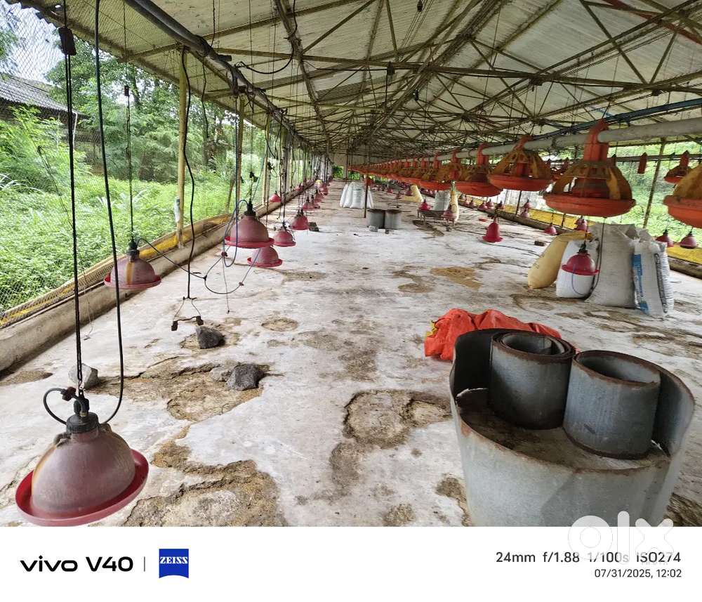 Poultry farm on Rent
